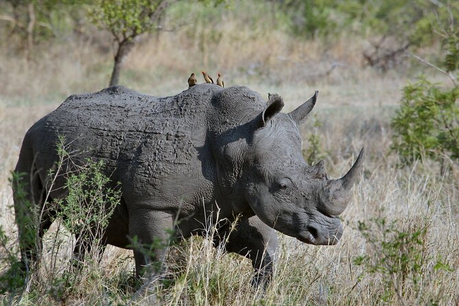 5Hrs Nairobi National Park MorningEvening gamedrive 4x4 vehicle - Making beads and pottery at Kazuri