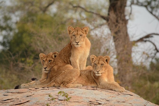 5Hrs Nairobi National Park MorningEvening gamedrive 4x4 vehicle - Vehicles, roads, and comfort