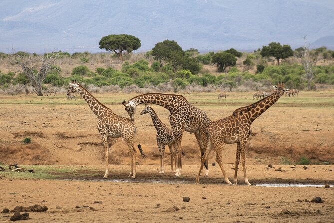 5Hrs Nairobi National Park MorningEvening gamedrive 4x4 vehicle - What the $40 price really covers