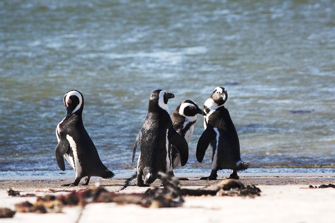 6-Day Garden Route & Addo South African Adventure from Cape Town - Day 6: Mossel Bay and the end of the route