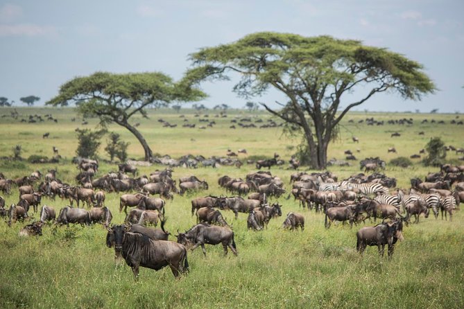 6 days 5 nights safari Ngorongoro, Serengeti and Tarangire National Parks - Day 2: Tarangire and its elephant country