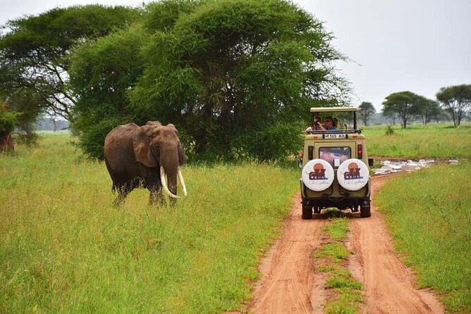 6 days 5 nights safari Ngorongoro, Serengeti and Tarangire National Parks - Day 4: A full Serengeti wildlife day