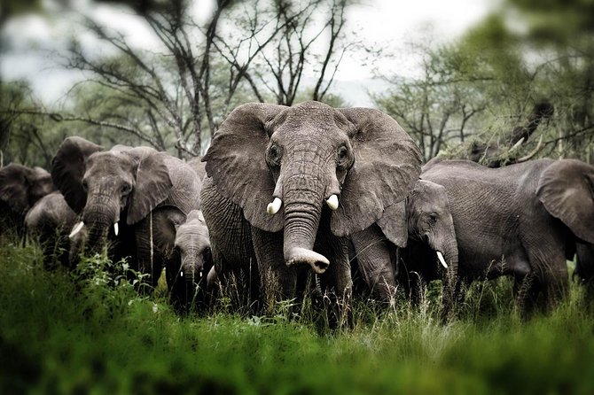 6 days 5 nights safari Ngorongoro, Serengeti and Tarangire National Parks - Day 5: More Serengeti, then toward Ngorongoro