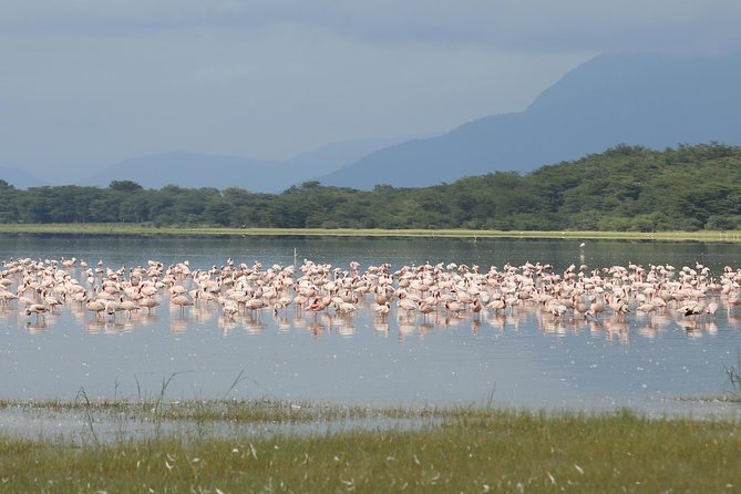 6 days 5 nights safari Ngorongoro, Serengeti and Tarangire National Parks - Day 6: Six hours inside Ngorongoro Crater