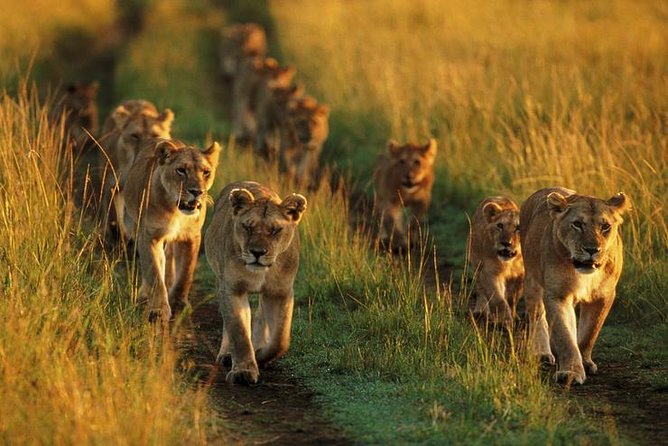 6 Days best adventure kilimanjaro ,Tarangire ,Serengeti &Ngorongoro crater - Day 3: Sunrise in central Serengeti and a night on the crater rim