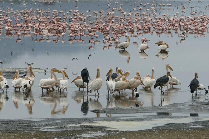 6 Days best adventure kilimanjaro ,Tarangire ,Serengeti &Ngorongoro crater - Day 4: Down into Ngorongoro Crater