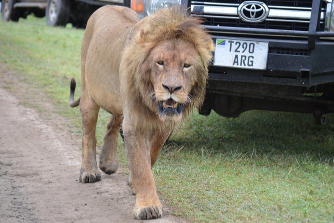 6 Days best adventure kilimanjaro ,Tarangire ,Serengeti &Ngorongoro crater - Guides, vehicles, and the feel of the trip