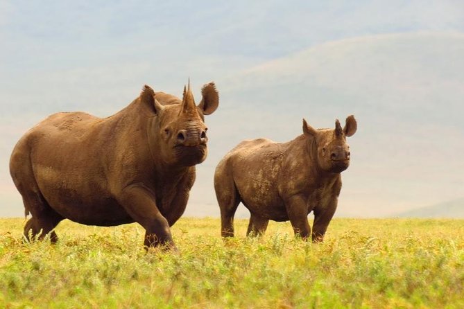 6 Days Serengeti Safari(hiking waterfalls &coffee tour) - Day 3: A full morning in the Serengeti