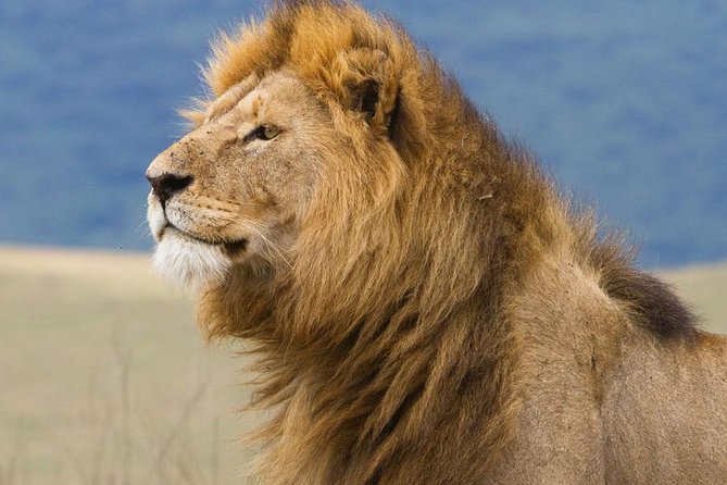 6 Days Serengeti Safari(hiking waterfalls &coffee tour) - Day 6: Materuni Waterfalls, Chagga culture and coffee