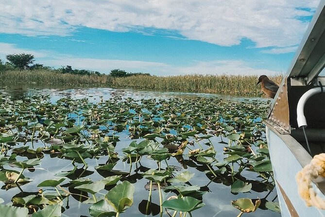 60 min. Everglades Airboat ride & pick-up ,small group +pro guide - Who will enjoy this tour most
