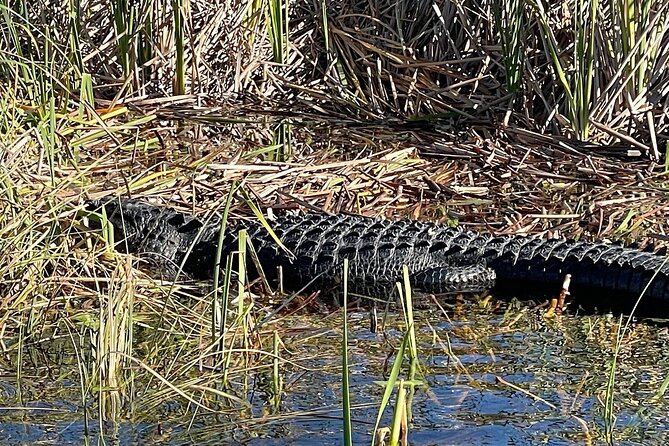 60 min. Everglades Airboat ride & pick-up ,small group +pro guide - Should you book it?