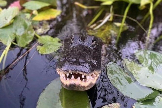 60 Minutes Small Group Everglades Airboat Ride in Miami - Getting to the ramp from Miami
