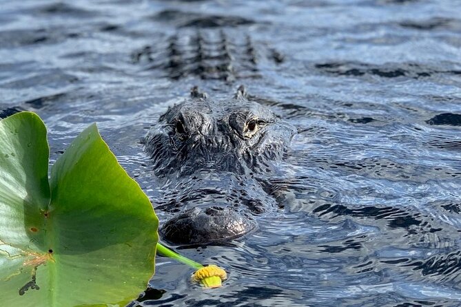 60 Minutes Small Group Everglades Airboat Ride in Miami - What the guide adds to the hour