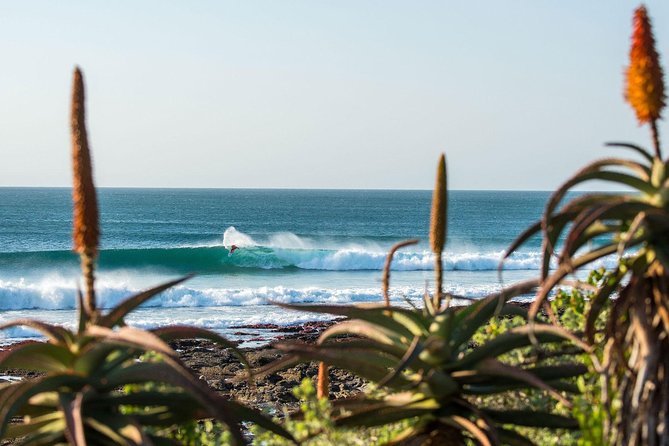 7 Day Garden Route to Addo, Cape Point and Winelands Combo tour - Day 3: Addo elephants and an afternoon in Jeffreys Bay
