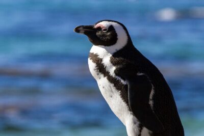 7 Day Garden Route to Addo, Cape Point and Winelands Combo tour