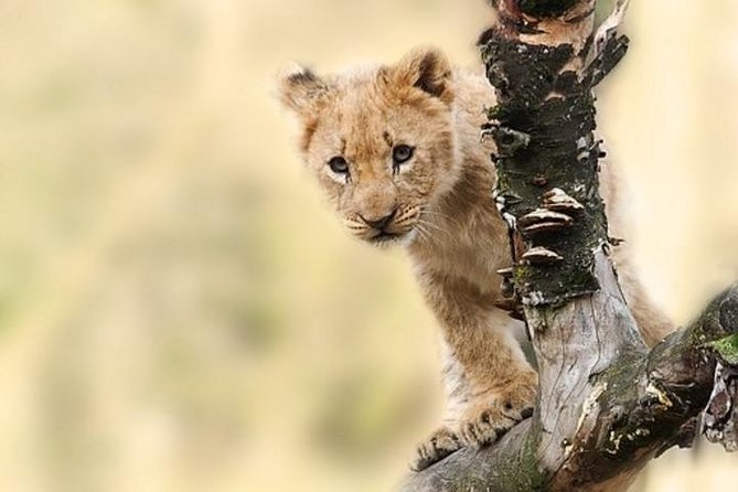7 Days Tanganyika Wilderness Safari - A week built around Tanzania’s classic parks