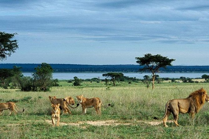 8-Day Murchison Falls, Chimp and Epic Gorilla Trekking Safari - A big Uganda route in only eight days