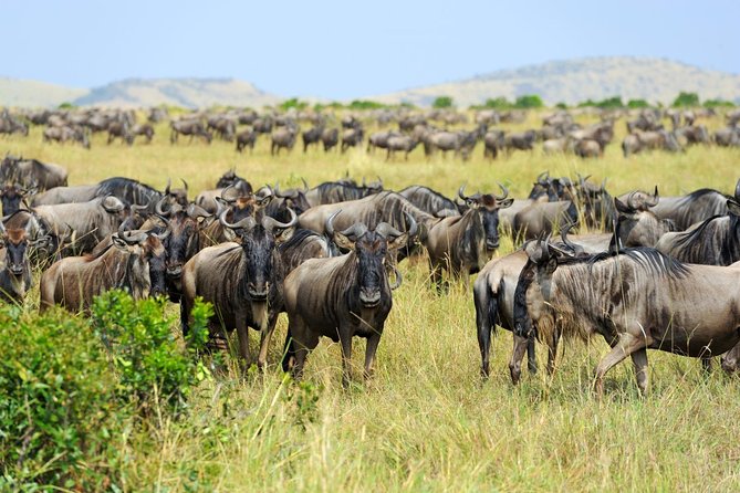 8 Day Spectacular Migration Serengeti mid -Range Tanzania Safari - Why the eight-day route works