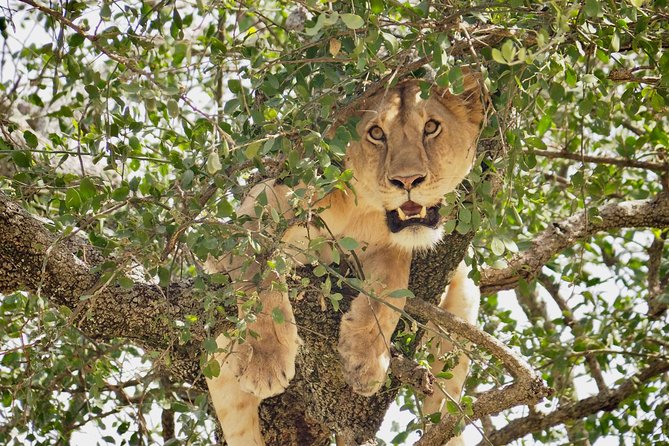 8 Day Spectacular Migration Serengeti mid -Range Tanzania Safari - Days 4 and 5: searching for the migration in northern Serengeti