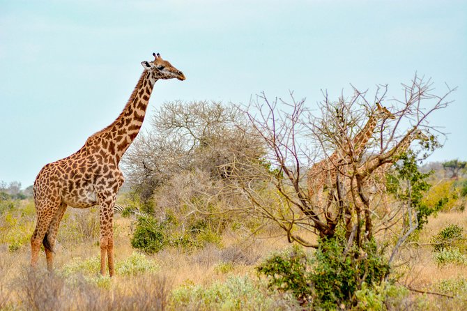 8 Day Spectacular Migration Serengeti mid -Range Tanzania Safari - Day 6: returning through central Serengeti