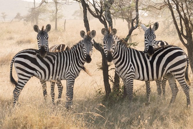8 Day Spectacular Migration Serengeti mid -Range Tanzania Safari - Day 7 at Ngorongoro Crater: a compact wildlife world