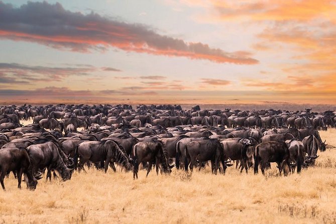 8 Day Spectacular Migration Serengeti mid -Range Tanzania Safari - Day 2 in Tarangire: elephants by the river