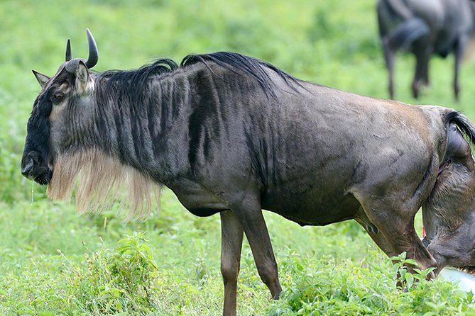 9-Day Serengeti Migration Footsteps Tanzania Safari - Day 3: Through the highlands and into Serengeti