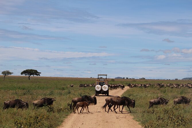 9-Day Serengeti Migration Footsteps Tanzania Safari - Day 6: Returning through Seronera