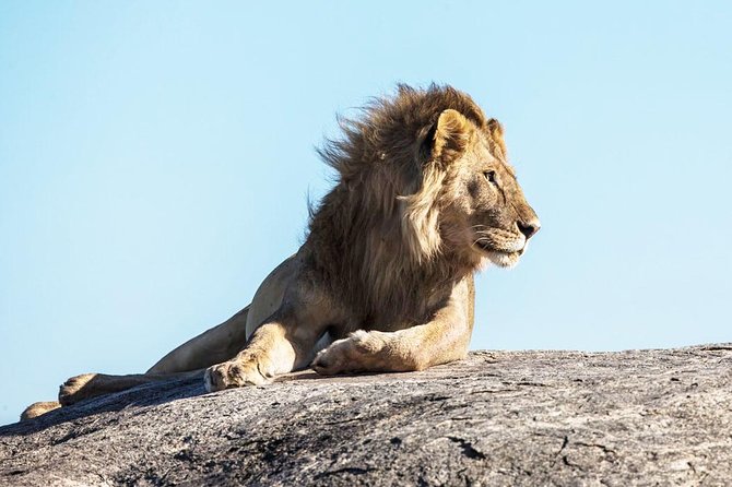 9-Day Serengeti Migration Footsteps Tanzania Safari - Day 7: From Serengeti to the Ngorongoro rim