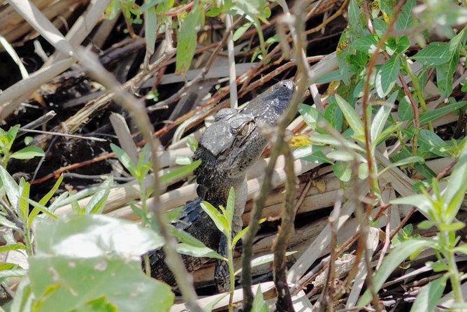 90 minute Everglades Airboat Tour near Orlando Florida - Why this airboat ride is worth your Orlando time