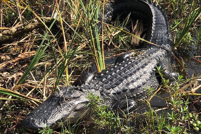 90 minute Everglades Airboat Tour near Orlando Florida - Wildlife: alligators are only part of the story