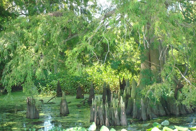 90 minute Everglades Airboat Tour near Orlando Florida - Is $89 a fair price?