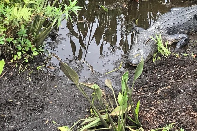 90 minute Everglades Airboat Tour near Orlando Florida - Who will enjoy this most