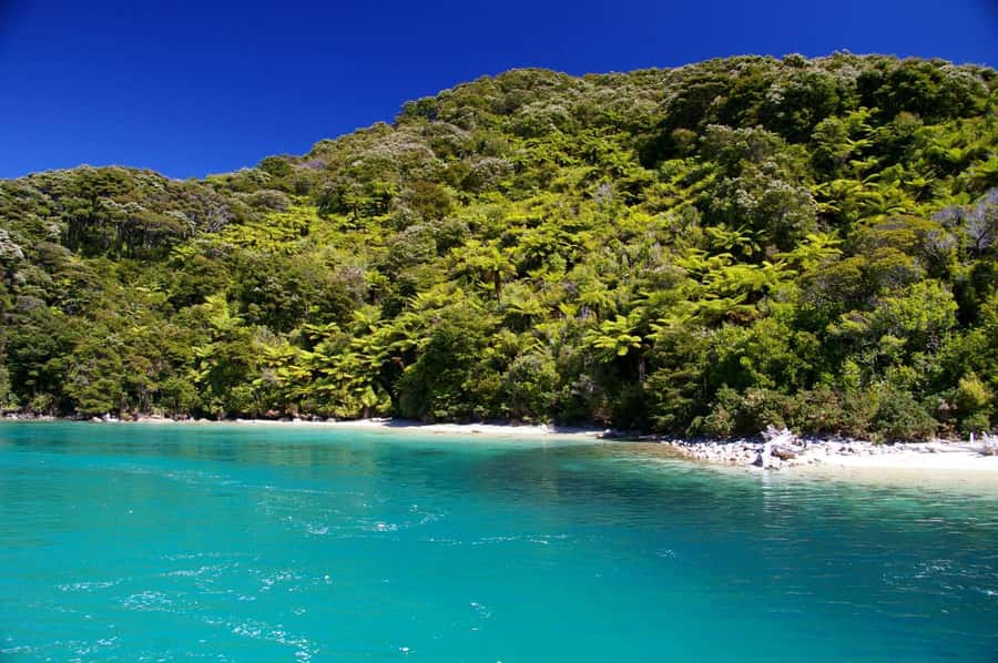Abel Tasman National Full Park Scenic Cruise - Wildlife sightings depend on patience and luck