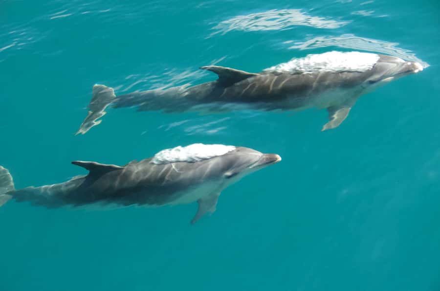 Abel Tasman National Full Park Scenic Cruise - Practical booking advice for Kaiteriteri