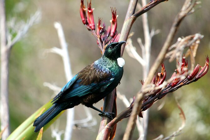 Abel Tasman Vista Cruise - What the commentary adds, and where it may fall short