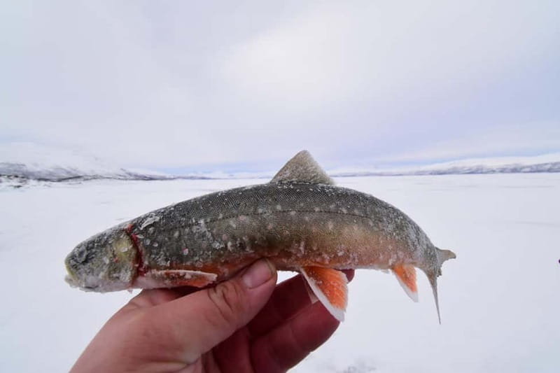 Abisko: Ice Fishing Experience - Is $99 a fair price?