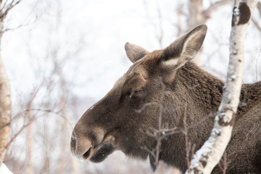 Abisko: Wilderness Snowshoe Hike - Key details at a glance