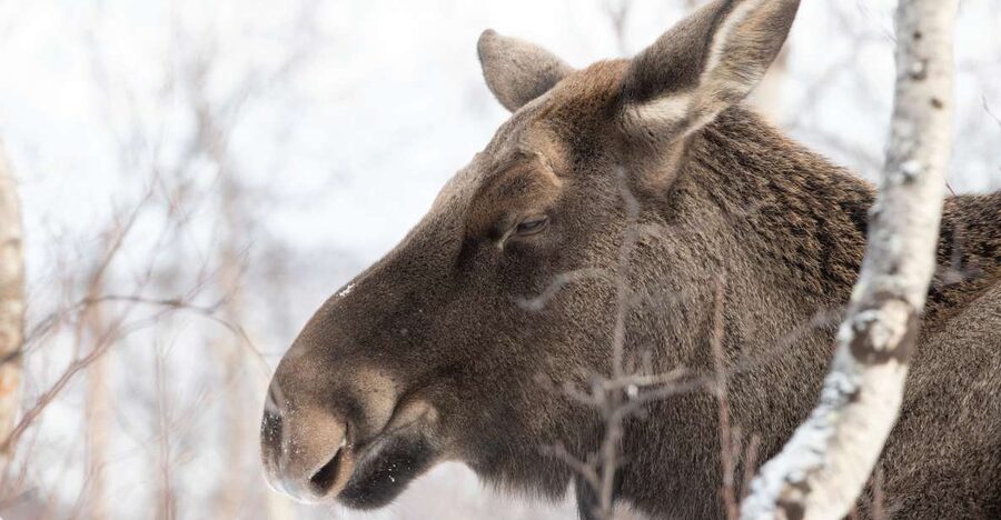 Abisko: Wilderness Snowshoe Hike - Who will enjoy this snowshoe hike?