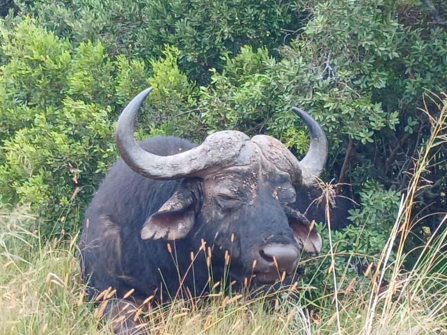 Addo Elephant Full Day Safari / Shore Excursions - The first three-hour game drive