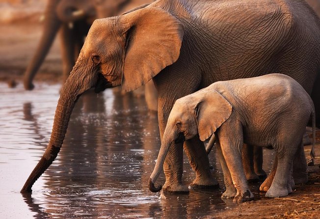 Addo Elephant Full Day Safari with a Traditional South African Braai (BBQ) Lunch - Key things to know before booking