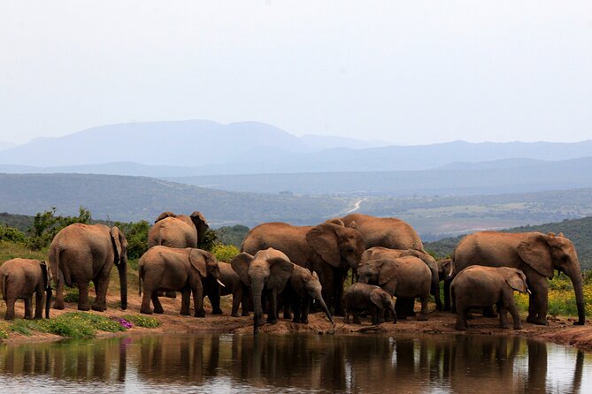 Addo Elephant Full Day Safari with a Traditional South African Braai (BBQ) Lunch - Pickup from Port Elizabeth and Colchester
