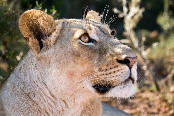 Addo Elephant Full Day Safari with a Traditional South African Braai (BBQ) Lunch - The 10:30 tea stop in open bush