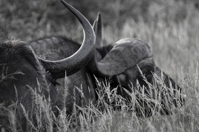 Addo Elephant Full Day Safari with a Traditional South African Braai (BBQ) Lunch - A South African braai in the middle of the safari