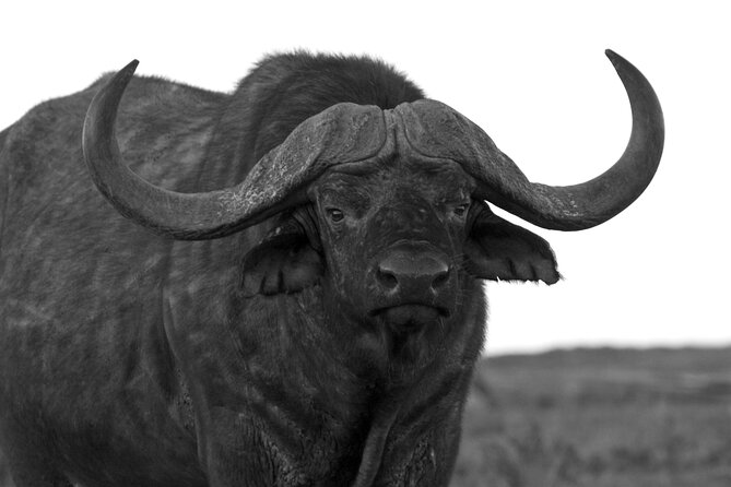 Addo Elephant Full Day Safari with a Traditional South African Braai (BBQ) Lunch - The afternoon drive and the long return to Port Elizabeth