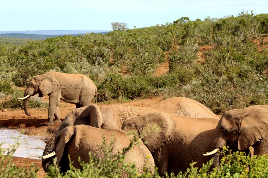 Addo Elephant National Park All Inclusive Full-Day Safari - Who should book this safari?