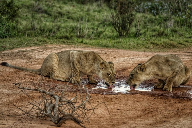 Addo Elephant National Park All Inclusive Full-Day Safari - Lunch, drinks, and what you need to carry