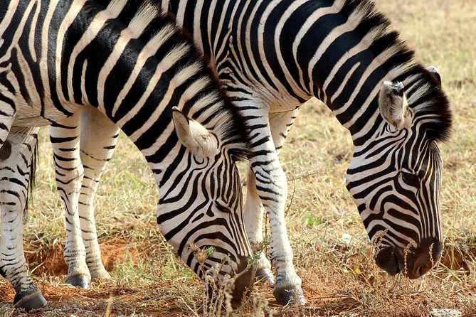 Addo Elephant National Park All Inclusive Full-Day Safari - The value of the $147.52 price