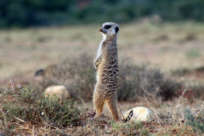 Addo Elephant National Park All Inclusive Full-Day Safari - The Big Five promise needs a clear warning