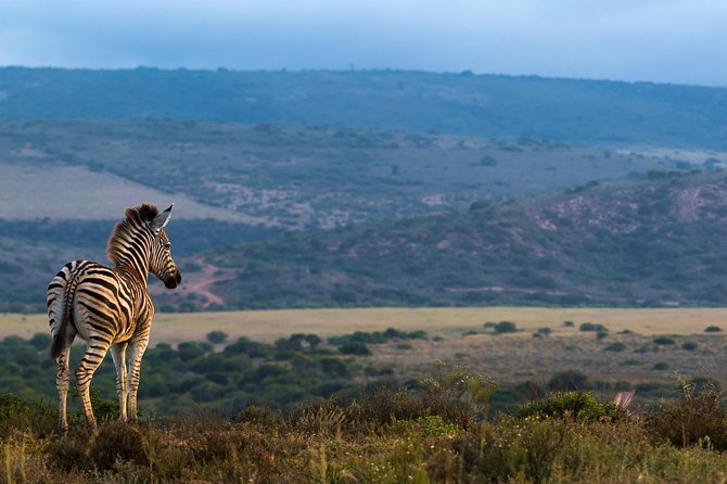 Addo Elephant National Park All Inclusive Full-Day Safari - Who will enjoy this safari most